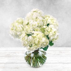 White Hydrangea